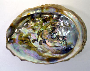 Abalone Shell