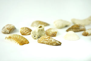 Antiguan Seashells