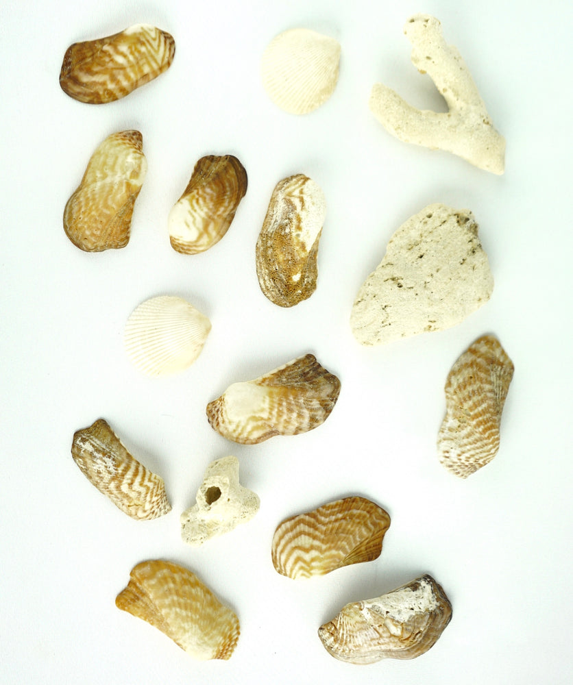 Antiguan Seashells